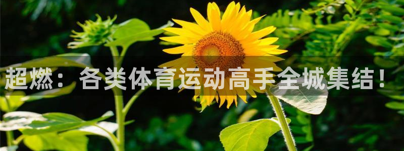 3377体育全网